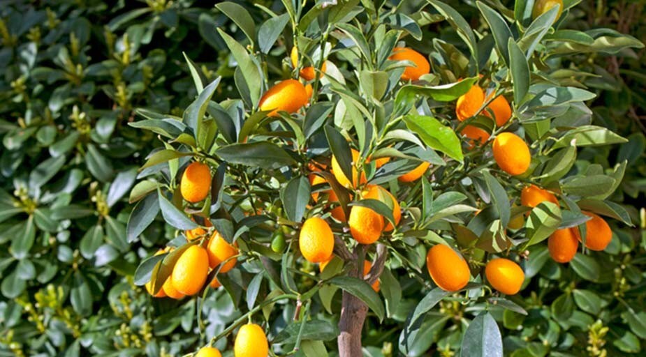 What is kumquat ? Kamkat nedir?